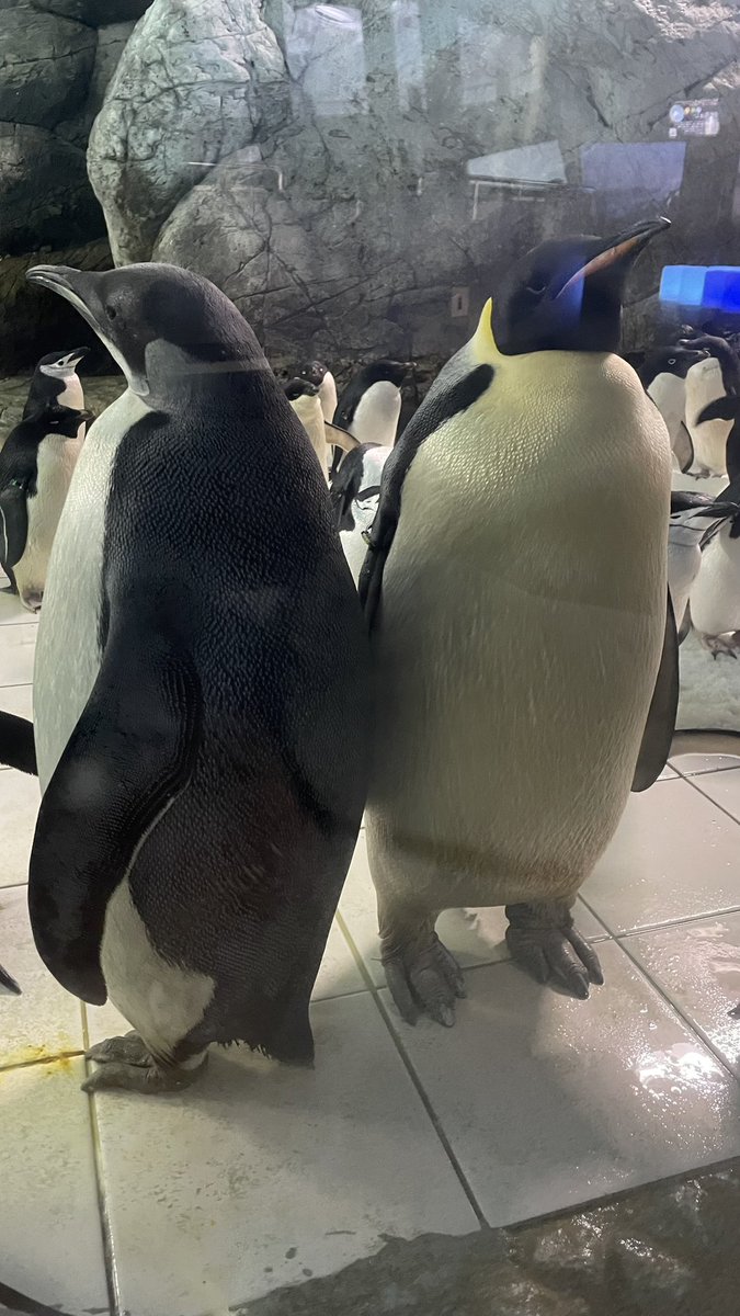 Hal_egachi's tweet photo. 35 30 4 25 40 42 16 5 14 (後15 7) 41 26 27 32 

サブ ふさこ 44

ペラとお腹ピッタリしてたのが白帯で大きさ的に20でなく4だと思う。
相変わらずの三角関係で朝の様子だと40の方が隣キープしてるって感じね。 https://t.co/BcqAzVp1wf