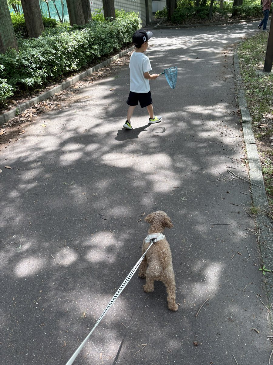 ComRyotaman's tweet photo. 公園をお散歩中〜 https://t.co/qHArXiITfa