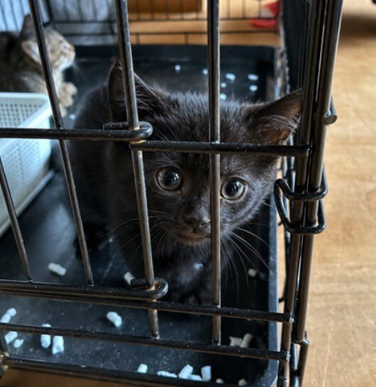 satoya_boshu's tweet photo. 【里親募集】生後1ヶ月の子猫4兄 弟福井県
推定0歳1ヶ月
♂・♀ 福井県

弊社倉庫にて保護した母猫から生まれた子猫4匹です。
現在、社内で適切に管理・飼育しております。
子猫たちの新たな飼い主を募集いたします。

成長に伴い活発になり、兄弟で活発に遊ぶ姿が見られます。 https://t.co/nZrmdyAPtx