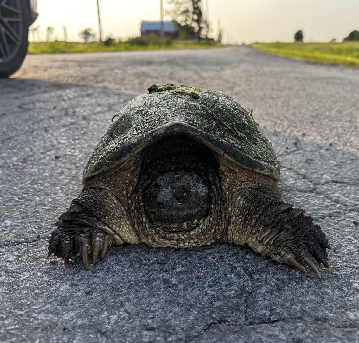 waterkeepermark's tweet photo. Slowing down at end of day. A guardian of our watersheds reminding me who we’re really working for. Clean swimmable, fishable water for every creature that calls it home. @SwimDrinkFish #SnappingTurtle” https://t.co/qPHhsPGKyP