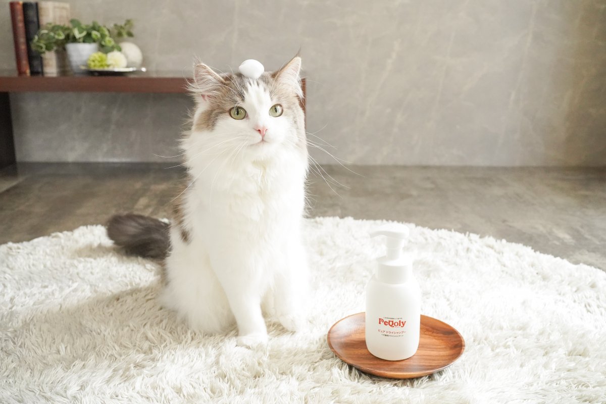 dianasns's tweet photo. NEW BRAND🐶🐈
犬・猫のためのトータルケアブランド
『PeQoly（ペコリー）』がデビュー✨

コンセプトは、「この子の“いつも元気”を、日々のケアで守る。」
愛犬・愛猫との毎日を、もっと健やかに、もっと豊かに🐾

#ペコリ― #犬 #猫 https://t.co/bTH2oMuhlo