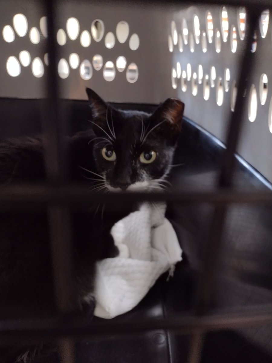 EricFincher's tweet photo. I finally got Olivia to the vet. She is negative on cat viruses so she is fully vaccinated and in quarantine in the house. In 28 days I will introduce her to Randy, her tuxie brother. She is such a sweetie! 😍 https://t.co/DrRGbr5iqA