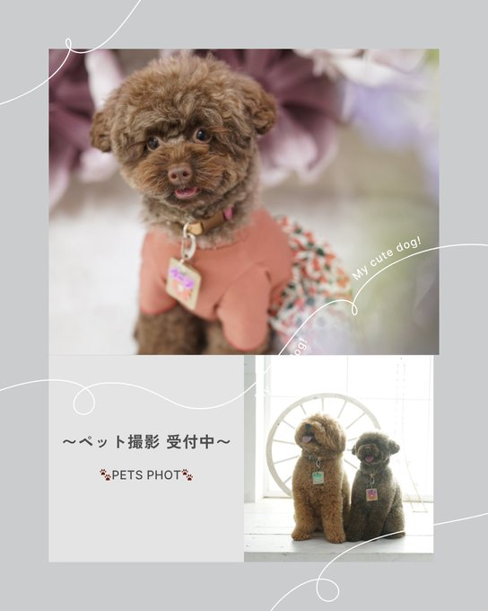 cocoainzai's tweet photo. #スタジオcocoa では、わんちゃんや猫ちゃんなど
大切なペッ���と一緒にプロのクオリティで撮影が楽しめます📸

完全プライベート空間で人見知り・場所見知りな子も安心です！！

ぜひスタジオcocoa印西店へ、お気軽にご相談ください🌟

#ペット撮影 #犬のいる暮らし #フォトスタジオ https://t.co/WkTOR7FRSQ