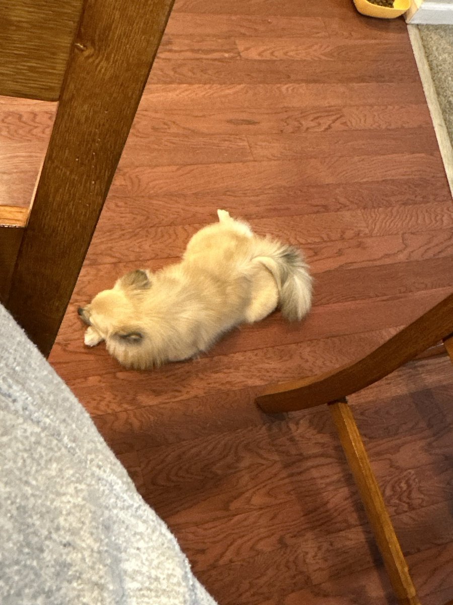 JessPatterson75's tweet photo. This stinker is 5 lbs! Took her a year! lol https://t.co/T3kCi4Ylqe