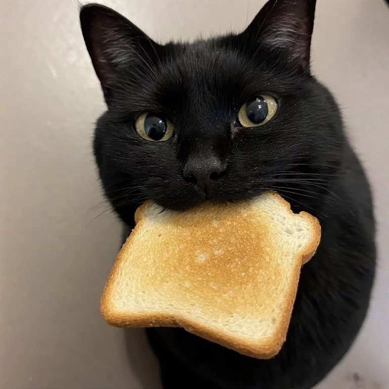 posei_doon's tweet photo. 🐱🍞 https://t.co/gyYTaC3yw7