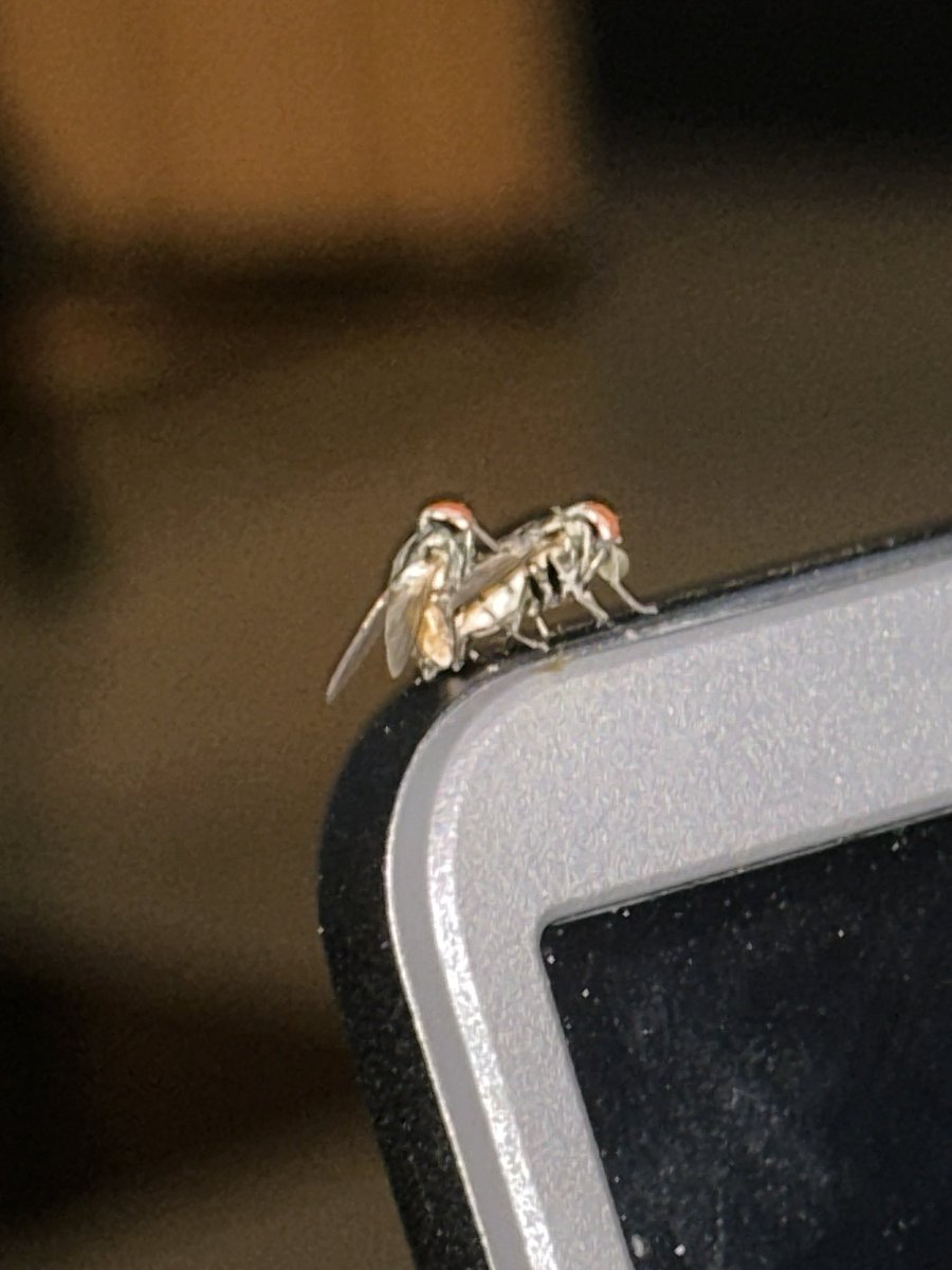 ArmaniCarest's tweet photo. See These Flies Dey fornicate on top my laptop.. make I kill them or leave them ? https://t.co/9GZFXoLHJI