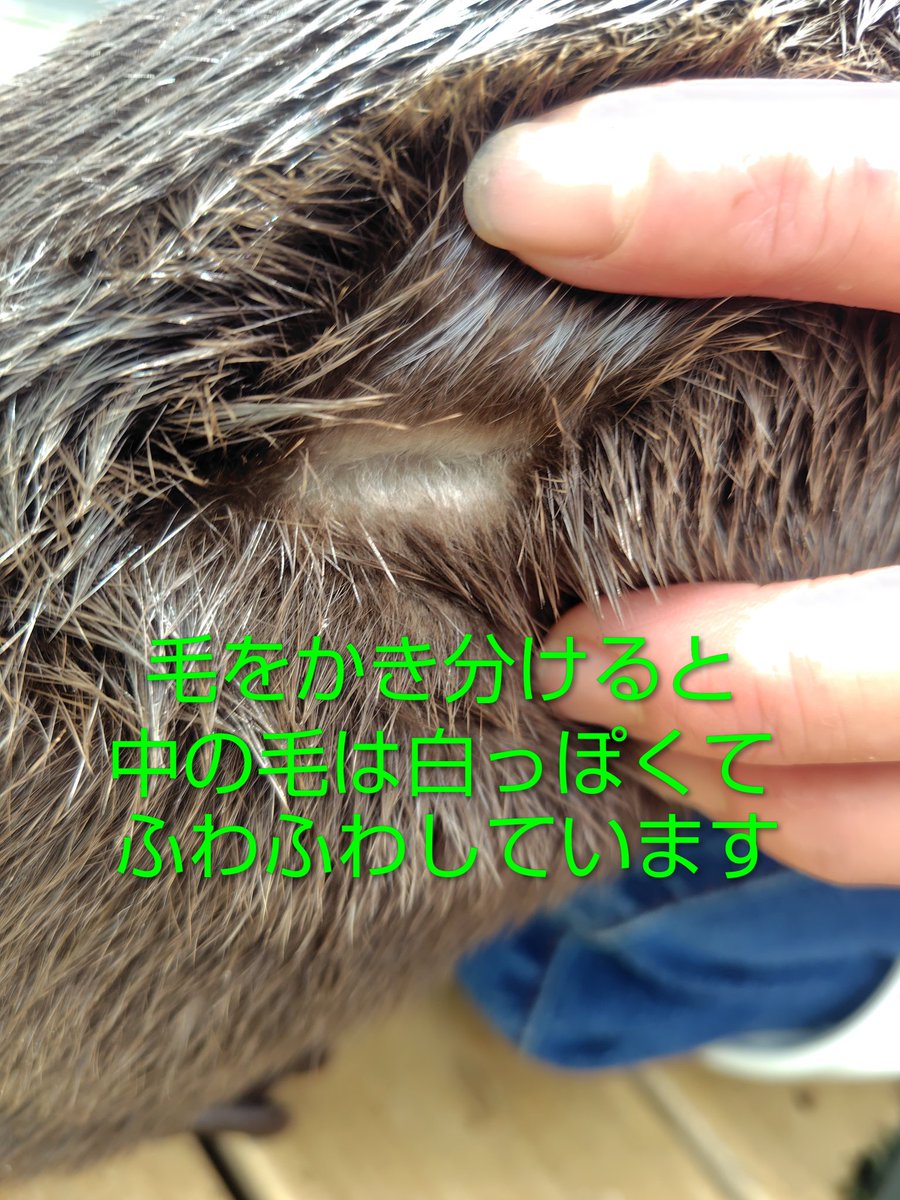 yomiuriland_ani's tweet photo. Q.タオルにずっと体をこすりつけているのはなぜですか？A.布等に体をこすりつけるのは毛づくろいの為です😀カワウソの毛はニ重構造で、毛づくろいで濡れた毛を乾かし、毛の間に空気の層ができて水中でも皮膚が濡れにくくなり体温を保てるのです👏#コツメカワウソ #カワウソ #hanabiyori https://t.co/Q1pOElq9yx