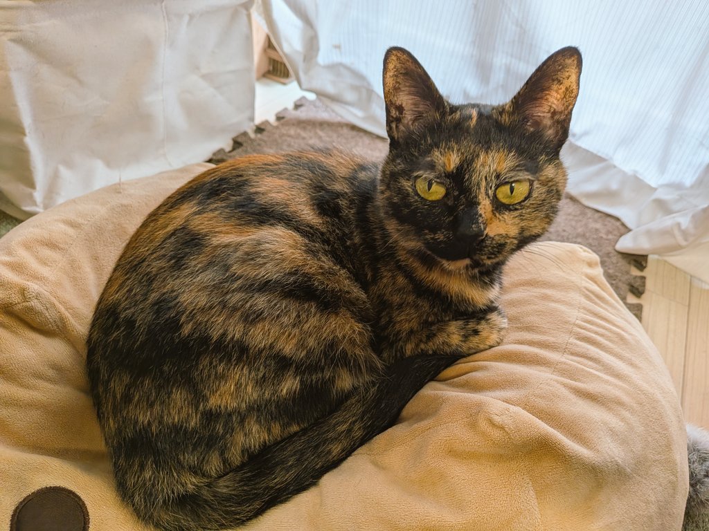 ktkdl's tweet photo. ベランダからぴよちゃん見えたね https://t.co/GLQnK3Q7NS