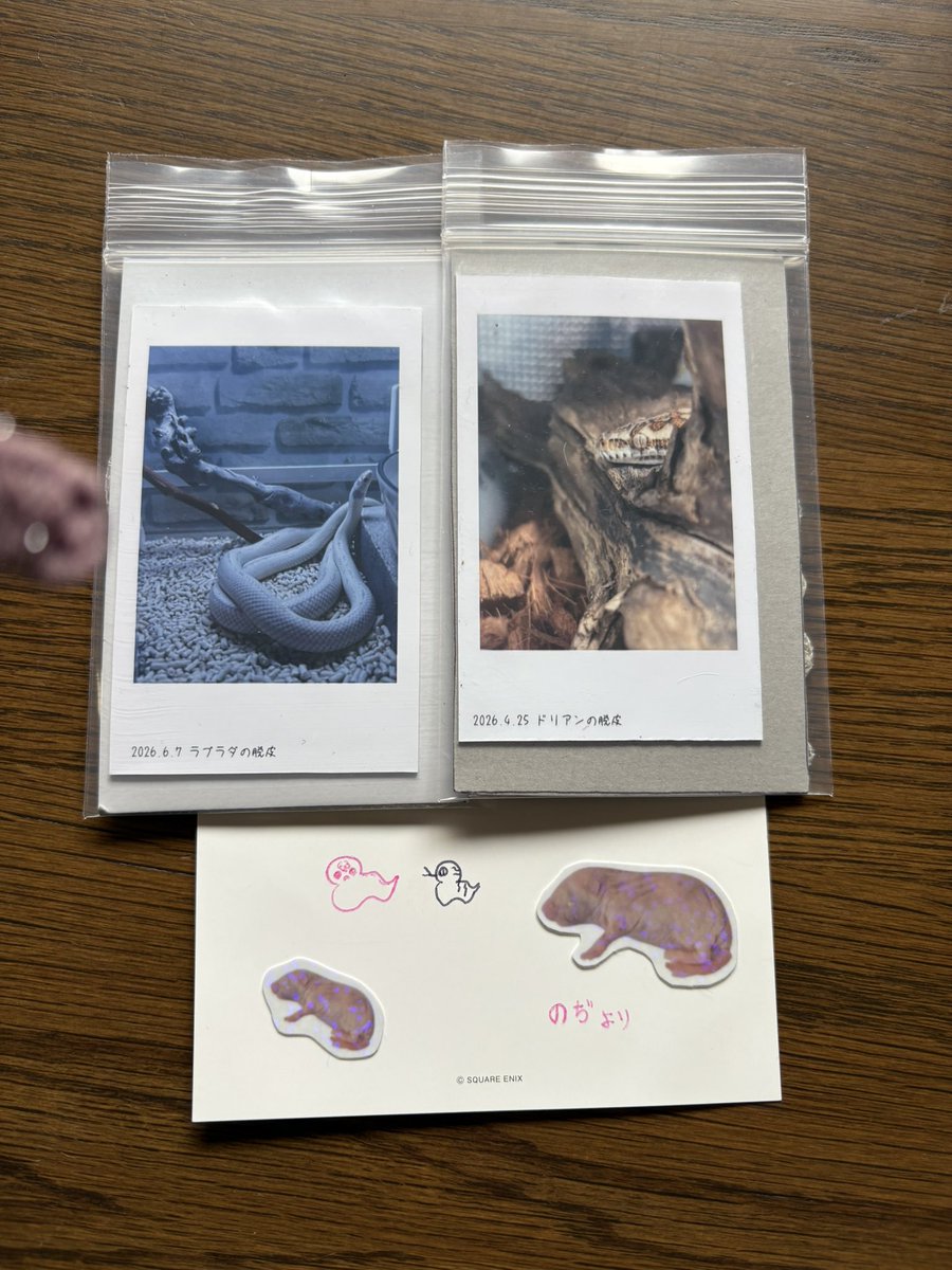 ami1653's tweet photo. 今日大好きなお友達からずっと欲しかった脱皮貰っちゃった///
嬉しすぎてずっとニヨニヨしちゃってる！ありがとうございますのぢちゃん！ https://t.co/7bWY1QBs4T