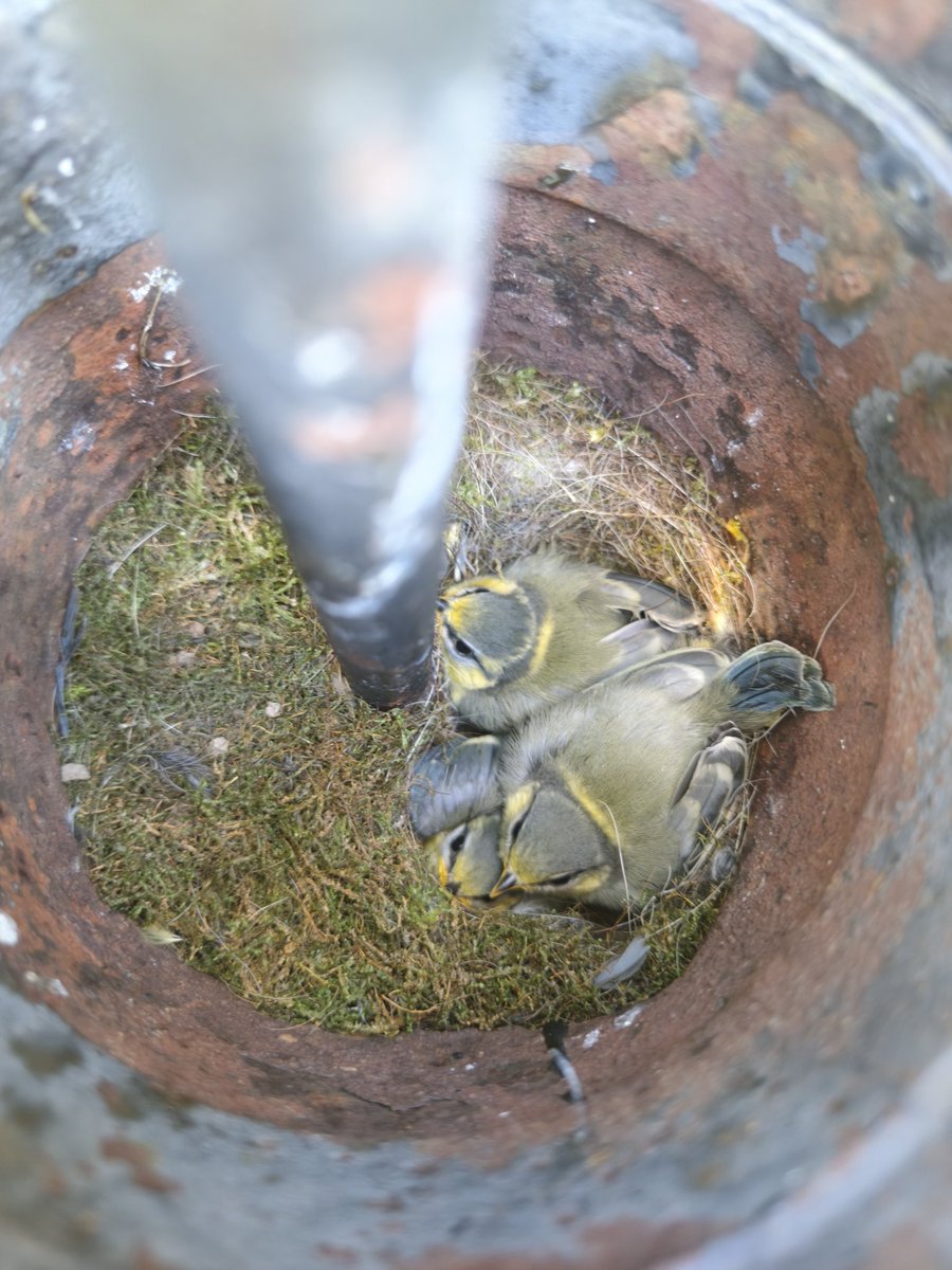 agric15's tweet photo. Magnifique petit nid de mésange bleue dans une pompe de puits 
Nous suivons leur évolution https://t.co/uQ0CxPeJpp