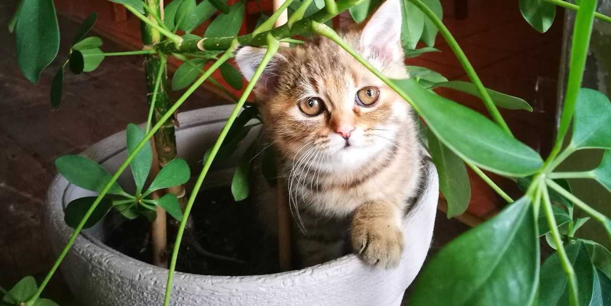 ELLEDECOR_Japan's tweet photo. 愛猫が食べても大丈夫！猫にやさしい安全な植物12選🐈
https://t.co/rKKsA3sALr

さまざまなものに興味を示す猫だからこそ、食べてしまっても完全に安全な観葉植物を見つけることが重要。毒性のないキャットフレンドリーな観葉植物をおうちに飾ってみよう。 https://t.co/5PrjkpdPzW