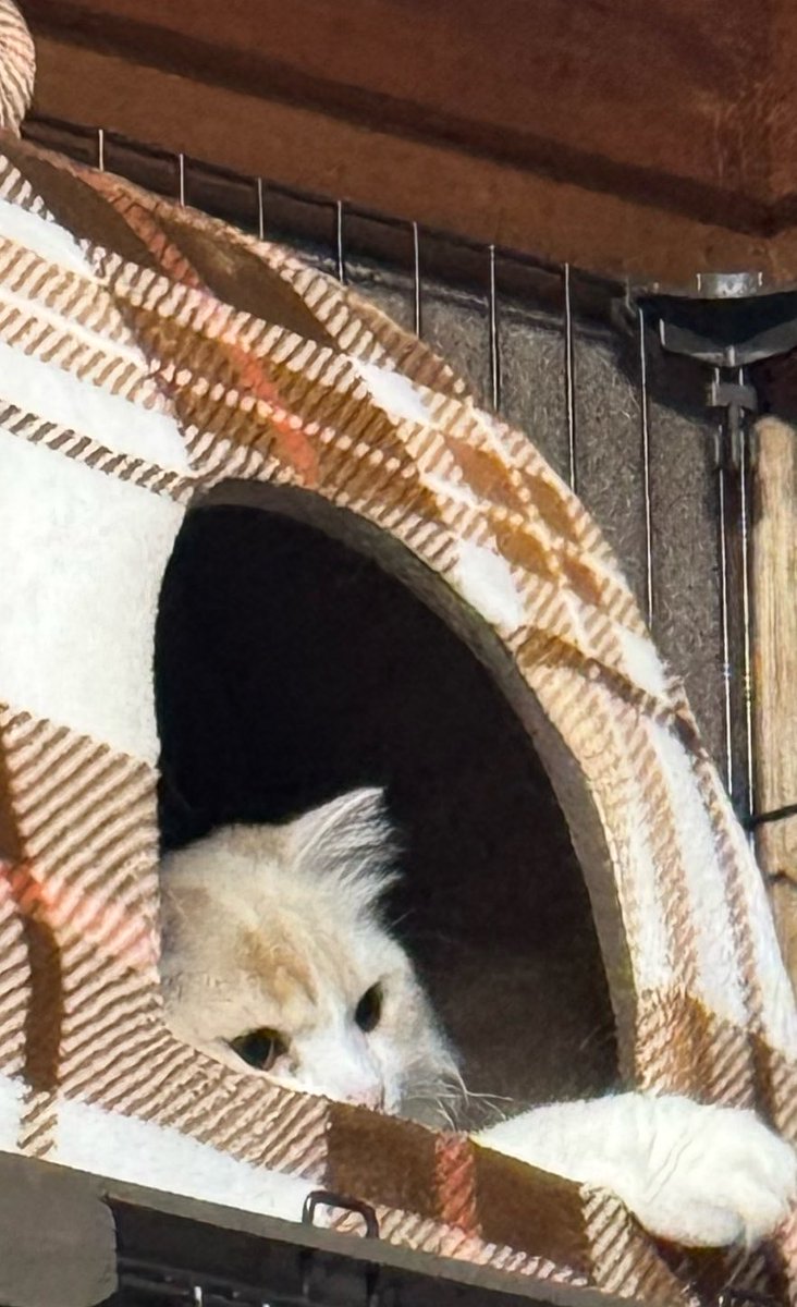 NacosGuard's tweet photo. ٩(*´︶`*)۶おはよ〜♬

そろそろ
お昼寝するにゃーん(  ¯꒳​¯ )ᐝ

 #猫好き #スコティッシュフォールド #猫好きさんと繋がりたい #なこモカ成長録 https://t.co/cqa3VpgzAt