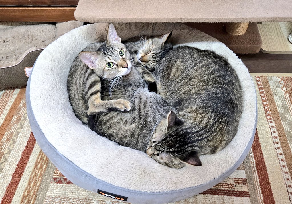 nyankuru's tweet photo. 【川崎】キジトラサークル🔄【川崎店では現在20匹の猫ちゃんが新しい家族を待っています #猫カフェ #里親募集 #猫エイズ #エイズキャリア】 https://t.co/zMHav7XQ0Q