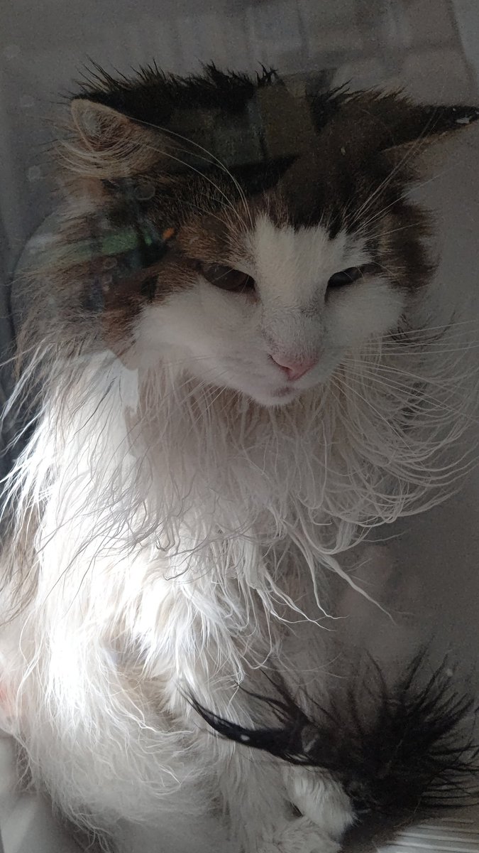 hd3284's tweet photo. 濡れ猫
#猫のいる暮らし
#ノルウェージャンフォレストキャット https://t.co/cup9uY2TnG