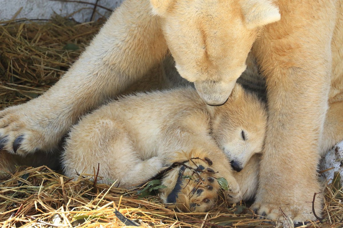Hiro00922's tweet photo. #ホウちゃん
#天王寺動物園

大きくなったねぇ🐻‍❄️
もうすぐ新しい家にお引っ越しですね☺️
でも上からは見れないんかなー❓💦
ちょっと残念。
ちょっとでも居心地がよくなりますように😊 https://t.co/WkcFxmcw6u