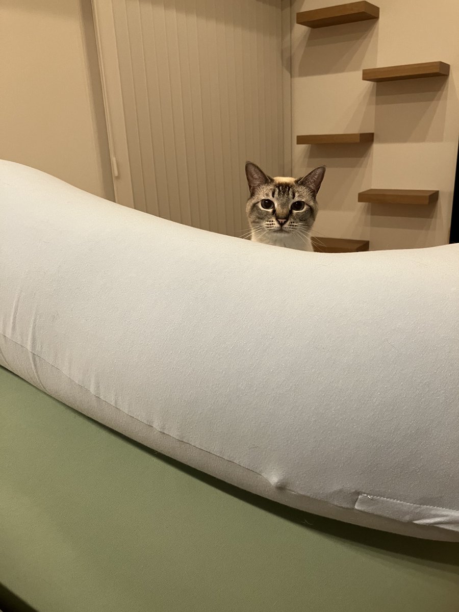 _roro_cat_'s tweet photo. Yogiboの丘からねこがはえた https://t.co/NDeGaqzN8z