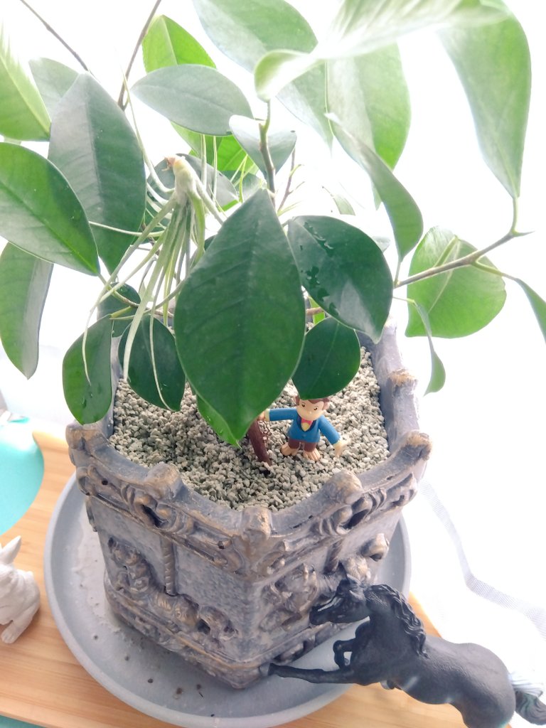 maya_cat01's tweet photo. ガジュマル植え替え完了
重くなったから水やり大変になりそう
でも毎日やらなくてよくなった https://t.co/6SdPhivapb