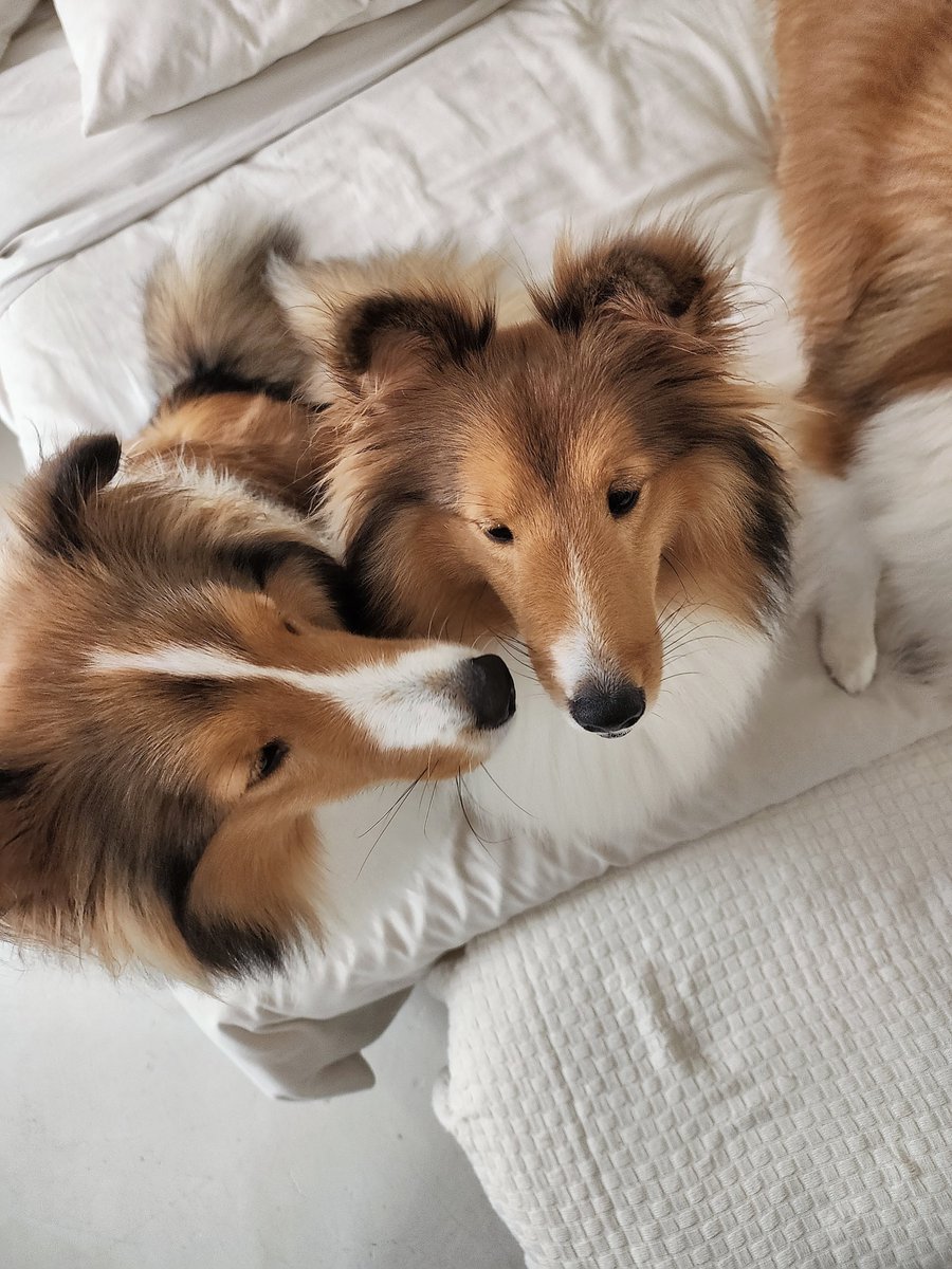 bentleycartierO's tweet photo. Happy 1st Barkday! 🐶🐶🐶🤍

จากเจ้าตัวเล็กในวันนั้น สู่วันนี้ที่ครบ 1 ขวบแล้วนะ เจ้าก้อนขนตัวกลม ๆ ทั้งสามของพวกเรา 
ขอให้แข็งแรง กินอิ่ม นอนหลับสบาย วิ่งเล่นอย่างมีความสุข และได้รับความรัก ความอบอุ่นในทุก ๆ วันเลยน้า🎂🎉

#Happy1stBarkdayBabiesO 
#tiffanypradaO https://t.co/uR6VGZ2Snf