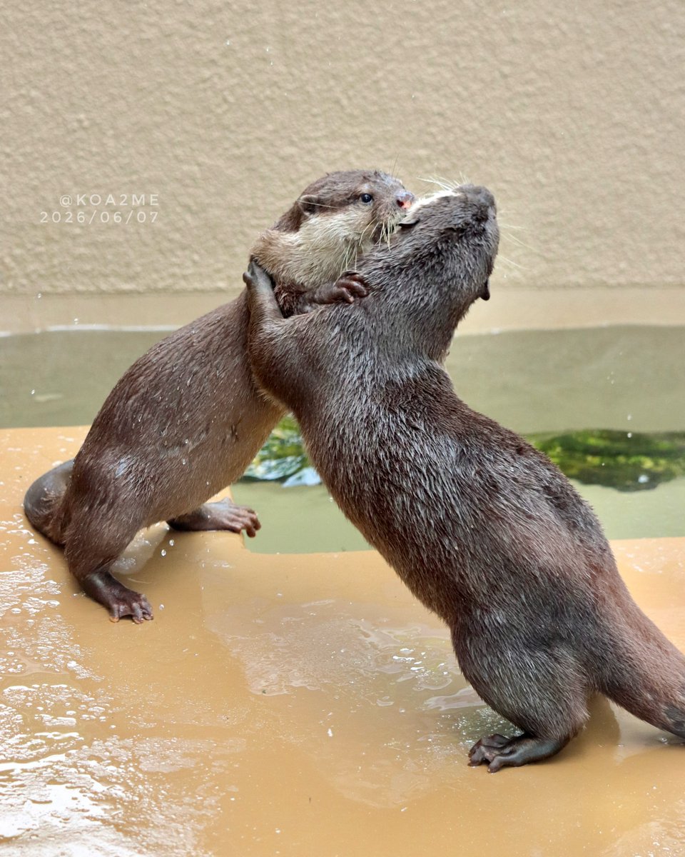 koa2me's tweet photo. じゃれあい
#コツメカワウソ #otter #かみね動物園 https://t.co/13wRBNaCxV