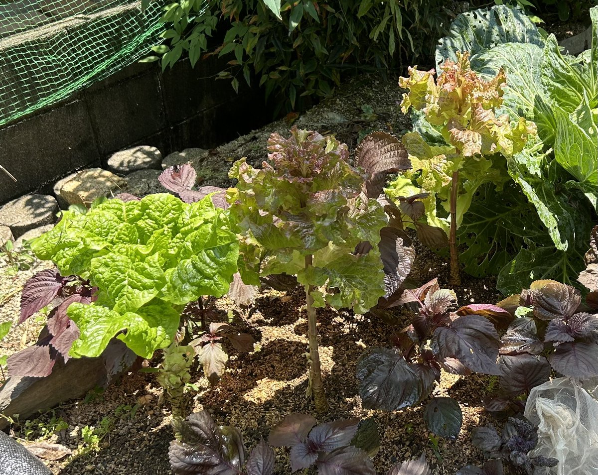 PhoneRegza's tweet photo. 畑に植えているチシャ🥬
毎日のサラダに大活躍してます

大変助かります🙂

#家庭菜園 https://t.co/YDYsnPCC3u