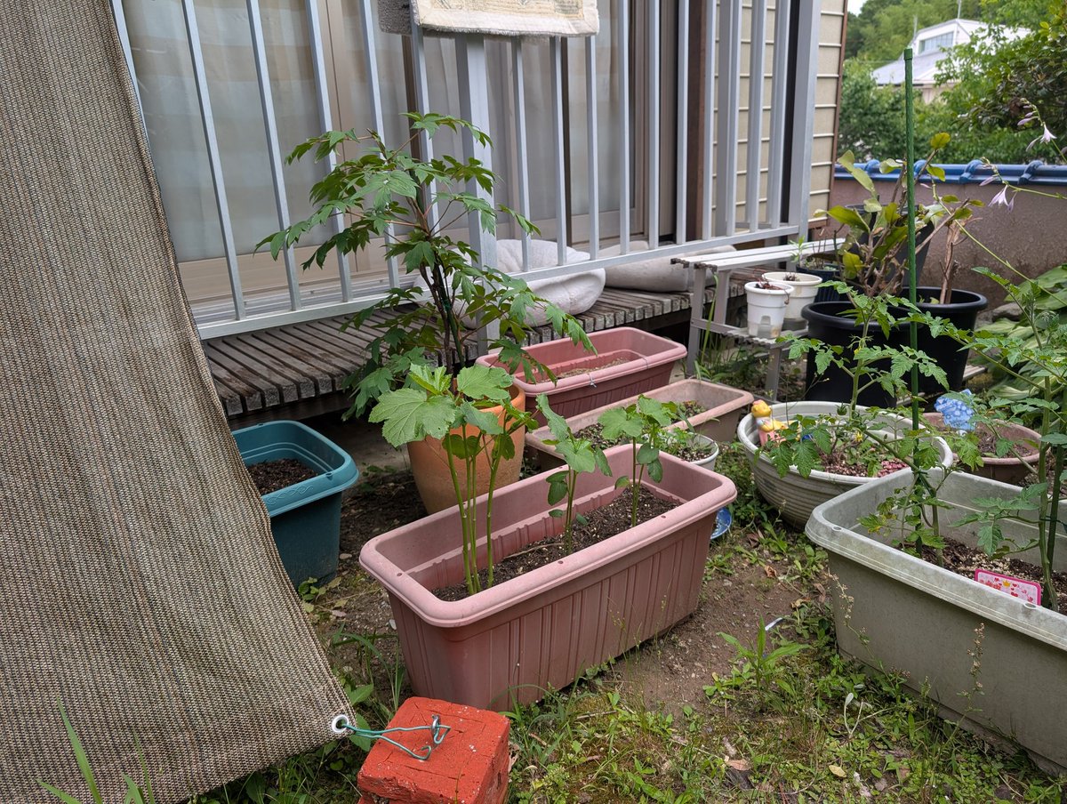 ginrou_key_'s tweet photo. 花も咲いてきたな。もうちょいもうちょい。
 #にゃつ野菜 https://t.co/CSF8yapOlu