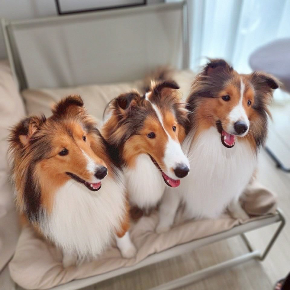 _fairy301_'s tweet photo. Mommy Tiertier and her three babies are officially one year old now 🎂🥹💕

#Happy1stBarkdayBabiesO
#TiffanyPradaO
#BentleyCartierO 
#winmetawin https://t.co/Xaem9VRZsr