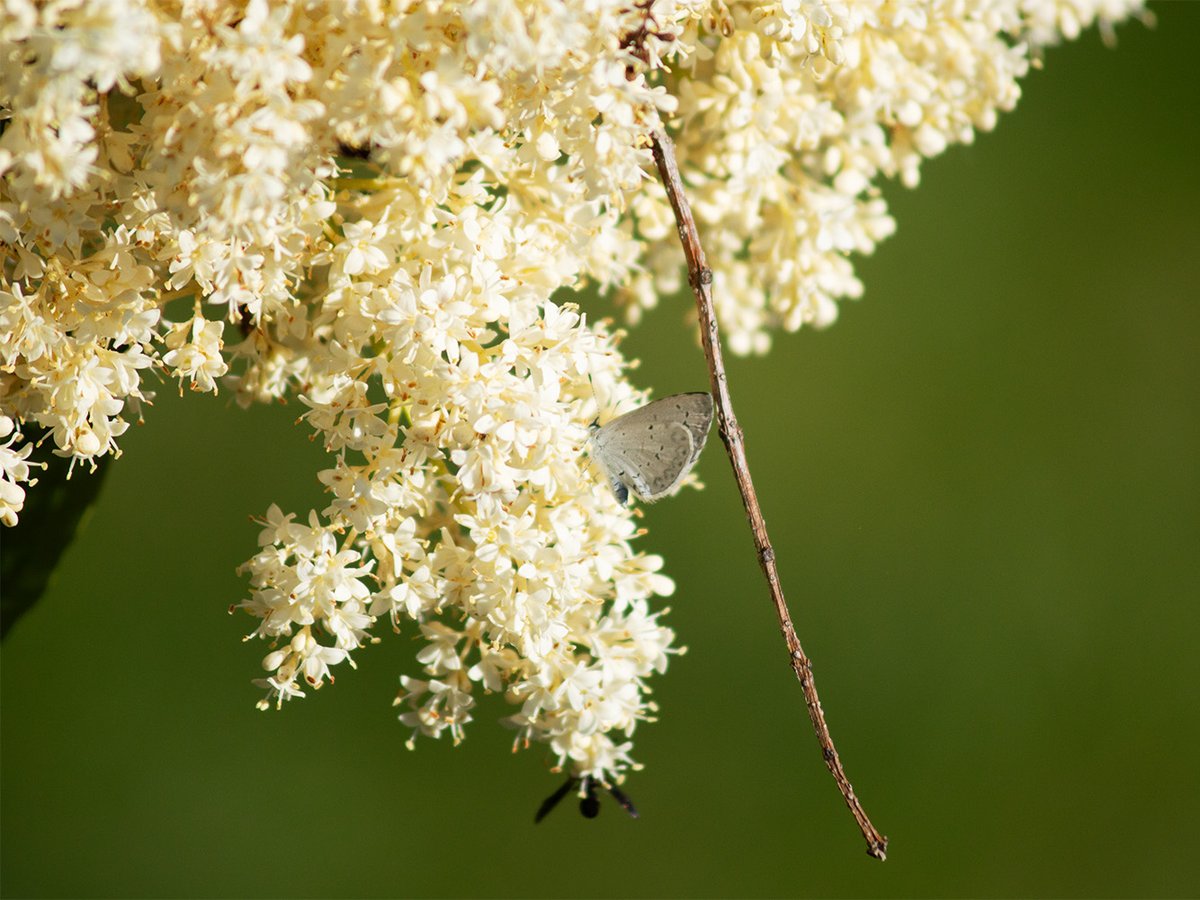 olvidar___'s tweet photo. #photography #flowers https://t.co/s7aBiw5wyI