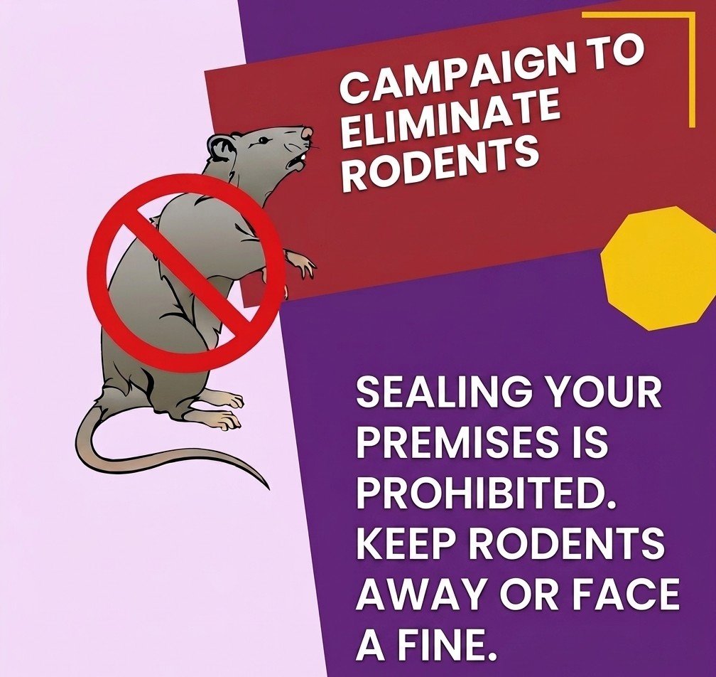 Sash_OceanOfLuv's tweet photo. Oh my. I would have frozen and fainted if a rodent or cockroaches were in front of me. Here, the places are clean, and in most places, if rodents are around, the premises can be fined. The place will be inspected, and if they have to seal it, they will. We prefer to feed stray animals like cats and dogs rather than seeing them retching on another animal. It is not safe for the kids, either. Never  a pleasent sight too. Can you also imagine the parts of an animal around the streets. So sad and disgusting. Street animals around us are loving. I don't think so they will retch another animal🤢🥺😰
Some areas and even government rewards cash prizes for those who catch rodents. Keeping the place clean. 

By the way photographer took some adorable clicks.
