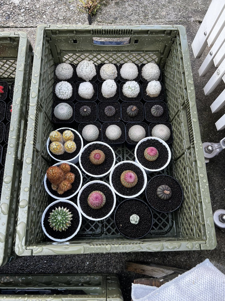 ebiodori19's tweet photo. 今週末のイベントへ向けて準備中🌵

植物を並べていると、

「この株は持って行こう」
「これはもう少し育てたいな」

なんて考えて、
なかなか作業が進みません🤣

気付けば準備というより、
植物を眺めてる時間の方が長いかもしれません。 https://t.co/1mgzQxkQ12