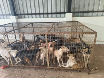 HoomanDecoder's tweet photo. 🚨WHERE ARE THE OTHER 285 DOGS? THE CULPRITS : THE LOCAL CHIEF OFFICER, PRESIDENT, AND STAFF, SHOULD BE PUNISHED THE SAME WAY THE DOGS WERE TREATED! NO MERCY!🚨

📍 Thirthahalli Pattana Panchayat, Karnataka

Nearly 300 community dogs were reportedly captured and confined at the Munnur Dumping Yard.

According to animal welfare volunteers, photographs, videos, and eyewitness accounts indicate that the dogs were kept in overcrowded iron cages without adequate food, water, or care, exposing them to extreme suffering.

Today, only around 15 dogs have reportedly been accounted for.

That leaves one horrifying question:

❓ What happened to the remaining 285 dogs?

Were they illegally relocated?

Did they die from starvation, dehydration, disease, or neglect?

Were they removed without any lawful documentation or oversight?

If authorities believe no crime has occurred, then they should immediately disclose:

📌 The complete list of dogs captured
📌 Their current locations
📌 Veterinary records
📌 Transfer records, if any
📌 Mortality records, if any
Because animals do not simply vanish.
Despite video evidence and complaints reportedly submitted by activists and volunteers, serious questions remain about why an FIR has not yet been registered.
Why the silence?
Why the delay?

Who is being protected?

We demand an independent investigation and full transparency from:

The law cannot be applied selectively.

If 300 dogs entered official custody and only 15 remain visible, the public deserves answers.

No cover-ups. No excuses. No disappearing evidence.

Where are the 285 dogs?

Who wants this team of @CMofKarnataka, @DeputyCommissi8, @DKShivakumar, @DgpKarnataka, and @Shivamogga_SP when they are encouraging illegal crimes and killings?

File an FIR against the criminals. If you cannot, then give them to us. Since you aren't bothered by these crimes, you shouldn't be bothered about handing them over to us, including their families.

@CMofKarnataka @DKShivakumar @DgpKarnataka
@Shivamogga_SP @AwbiBallabhgarh @LiveLawIndia
@barandbench @narendramodi @AmitShah
@DeputyCommissi8 #AmendPCAAct #AnimalCrueltyIsViolence #TheLink #JusticeForCommunityDogs #BeTheirVoice #DogsOfIndia #AnimalRights #IndiaForCompassion #IndianArmy #Compassion #StrayDogs #StopHarassingFeeders #WomenFeedersMatter #CommunityDogs #AnimalRights #CompassionIsNotACrime #Mumbai #QuestionTheNarrative #CommunityDogs #ShowTheEvidence #AnimalRights #TruthMatters #FactCheck #StopMisinformation #CommunityDogs #ConservationNotPropaganda #ReadBeforeYouShare #AnimalRights #CompassionForAll
@indSupremeCourt @FIAPOIndia
#StopAnimalCruelty #BeKindToAnimals #AnimalRights #saveindiafromdoghaters #JusticeForStrays #StopAnimalCruelty #Accountability #AmendPCA #NoMore50 #SaveIndianDogs #AwaraNahiHamaraHai
@rashtrapatibhvn @THaPriYa123 @JahnaviIyer
@dilthi_gujarati #SaveIndianDogs #SCReverseTheOrder #stopdogcruelty