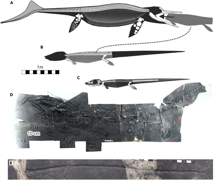 aberrantologist's tweet photo. Guizhouichthyosaurus tangae is officially the youngest director ever to swallow a thalattosaur whole.

He is only 234 million years old. https://t.co/RSKL63yHqu
