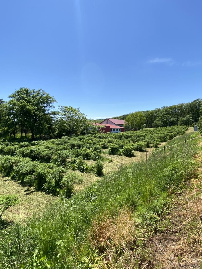 haskappmorimoto's tweet photo. 6月1日(月)に、岩見沢市のPaPaベリー様のハスカップ畑を訪問しました！

木には緑色のかわいらしい実がなっており、順調に育っています。
これから少しずつ、ハスカップならではの美しい紫色へと色づいていきます。

いよいよ7月には収穫の季節を迎えます。
この夏も、『収穫したばかりのハスカップ』を使った
人気商品が期間限定で登場します！

どうぞ楽しみにお待ちくださいませ♪

#もりもと #morimoto #ハスカップ #haskapp #北海道スイーツ