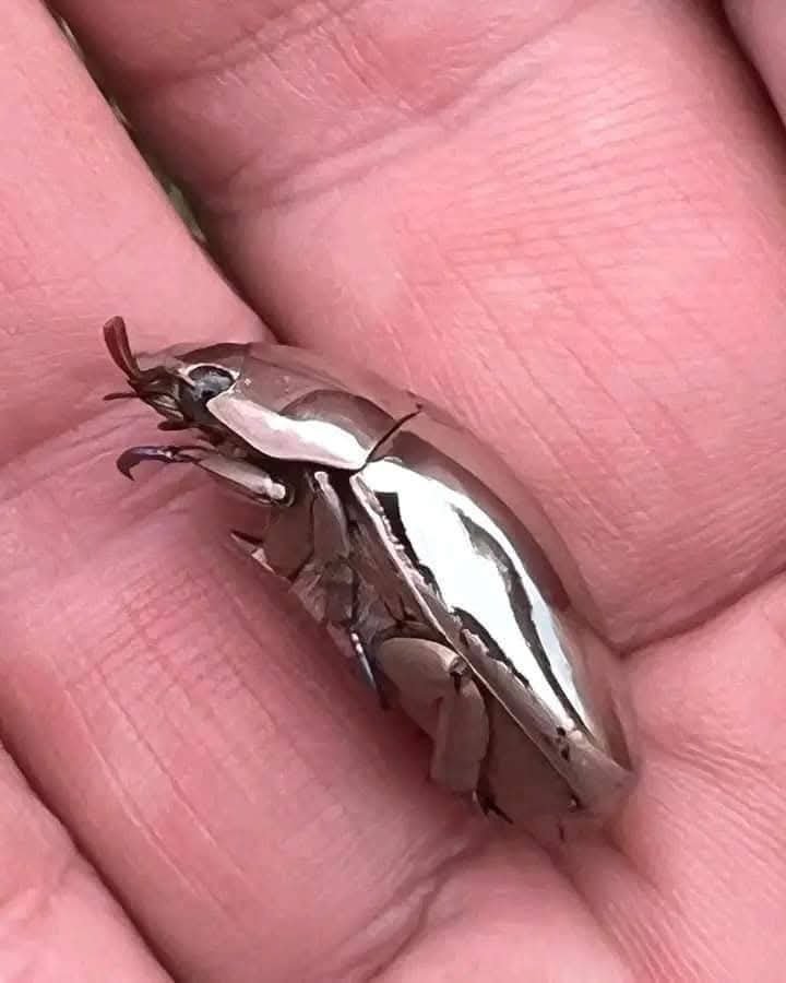 Cool_Ustaz's tweet photo. Allahu Akbar!

"This is a rare Mirror-Like Scarab Beetle Found In Costa Rica by a Man While going for a walk.
SubhanalLah... How perfect is the creation of Allah" https://t.co/9kEMgHBi4l