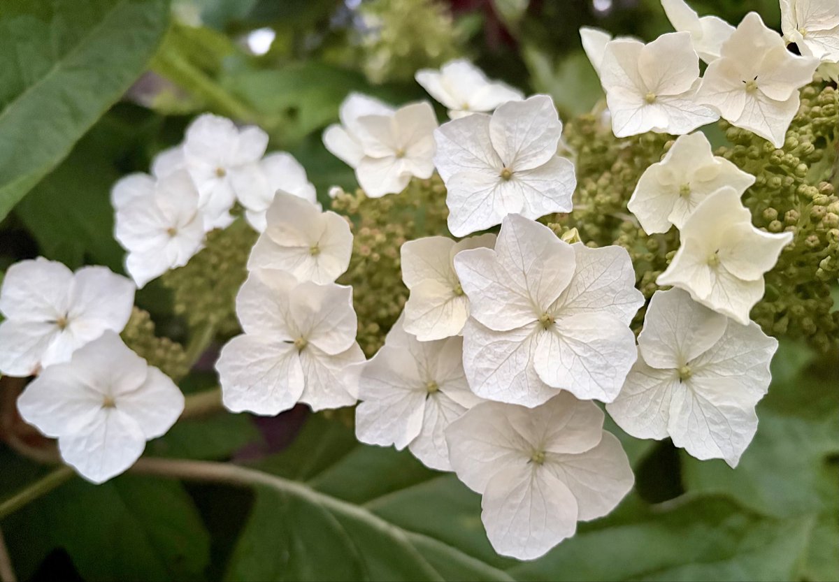 Cadmium3654's tweet photo. like stars in the leaves https://t.co/w565yO0dOJ