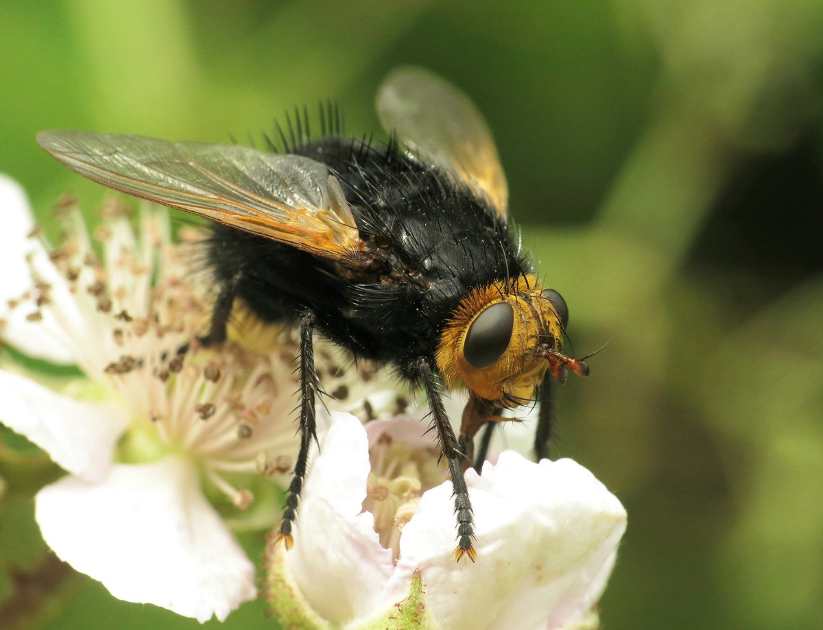 Panjan1972's tweet photo. Stekelsluipvlieg (Tachina grossa) op de Borkeld. Een knoepert van een beest! ##ElkeDagEenInsect #vlieg #insect #macro #natuurfotografie #natuur #Borkeld https://t.co/Yz7ApDgCC2