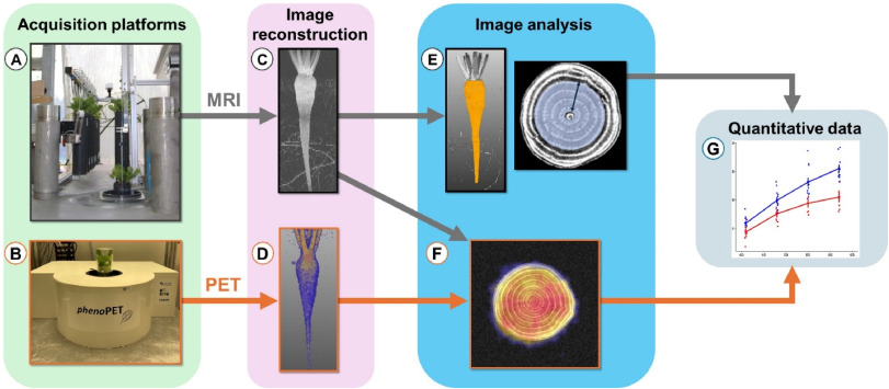 PPhenomics's tweet photo. Using MRI &amp; PET, we found the SBR disease deforms sugar beet roots and disrupts photoassimilate distribution early on. A breakthrough for future breeding programs! #Biotic #sugarbeet
Details: https://t.co/LmAarIaV9i https://t.co/5idhIXhuvl