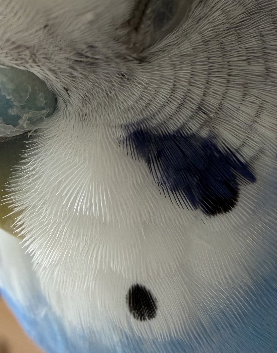 Kaedetear's tweet photo. ふわふわふわふわふわふわふわ🤍🤍

・▲・ ポッチ

＃セキセイインコ https://t.co/hOv355pdCb