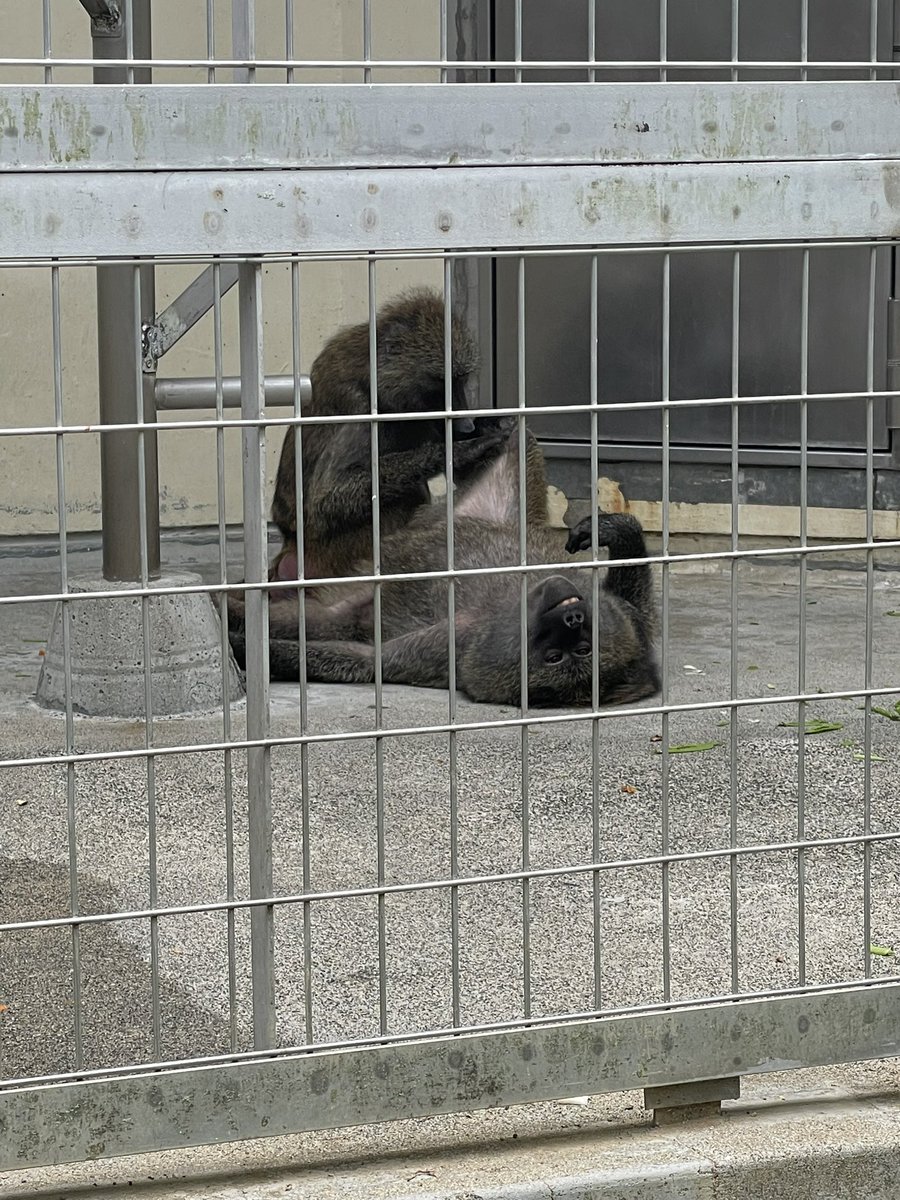 MeksXx's tweet photo. 動物園楽しかった🥰
股おっぴろげて寝てる子多めだった☺️
暑いもんね🥹🥹 https://t.co/FUUlc4iLcj
