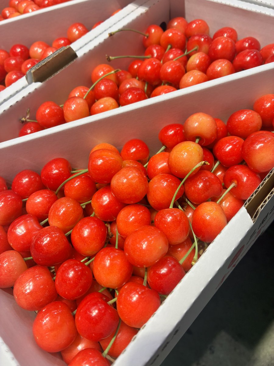 ichiba_mate's tweet photo. 🍒三関のさくらんぼ入荷しました🍒

つやつや輝く旬の味覚✨

甘みと酸味のバランスが絶妙な、この時期だけの美味しさです😊

数量限定につきお早めに！

#伊藤商店
#秋田市民市場
#秋田市 https://t.co/Oes4ZlHrb3