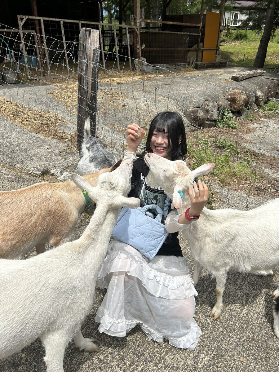 Q_oo_00's tweet photo. 最近はヤギに襲われたりもしていますが何とか生きています　ヤギェ… https://t.co/GFH75O5uHw