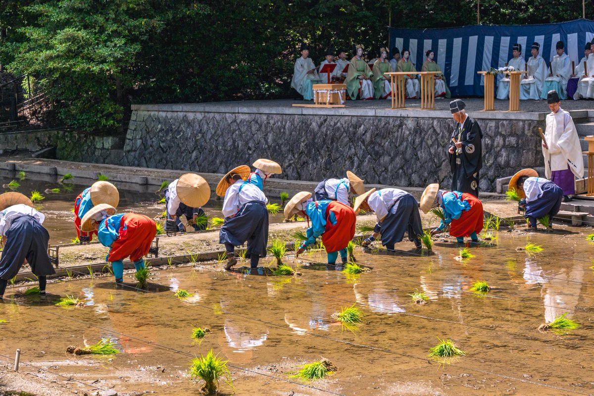 man_tac's tweet photo. 京都伏見稲荷大社お稲荷さんの田植祭🪭🌿🤗
2026.6.10撮影

#京都よきかな 
Leica SL3-S x SIGMA 70-200mm F2.8 DG DN OS | Sports https://t.co/Kkvpo3L6zj