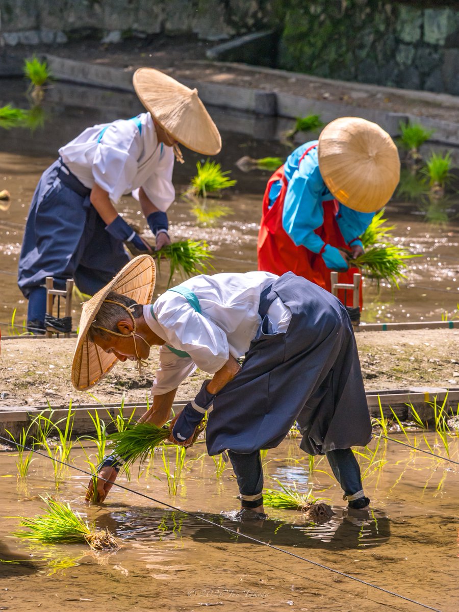 man_tac's tweet photo. 京都伏見稲荷大社お稲荷さんの田植祭🪭🌿🤗
2026.6.10撮影

#京都よきかな 
Leica SL3-S x SIGMA 70-200mm F2.8 DG DN OS | Sports https://t.co/Kkvpo3L6zj