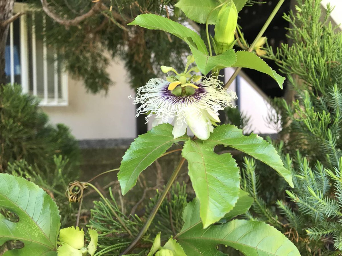 p_windG6's tweet photo. 6年前の同じ日に、花がなっていた子🌸
今日種を水に浸して準備をはじめました。
あと、パイナップルさん、今頃植え替えましたにゃ🍍 https://t.co/CiwI8iIBfG