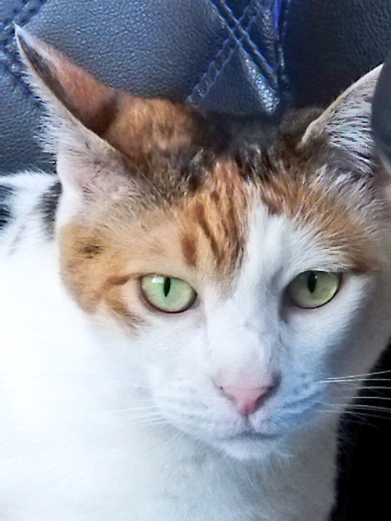 whcvx's tweet photo. 猫の目ヤニ取った😺 https://t.co/OfRKVtERMa
