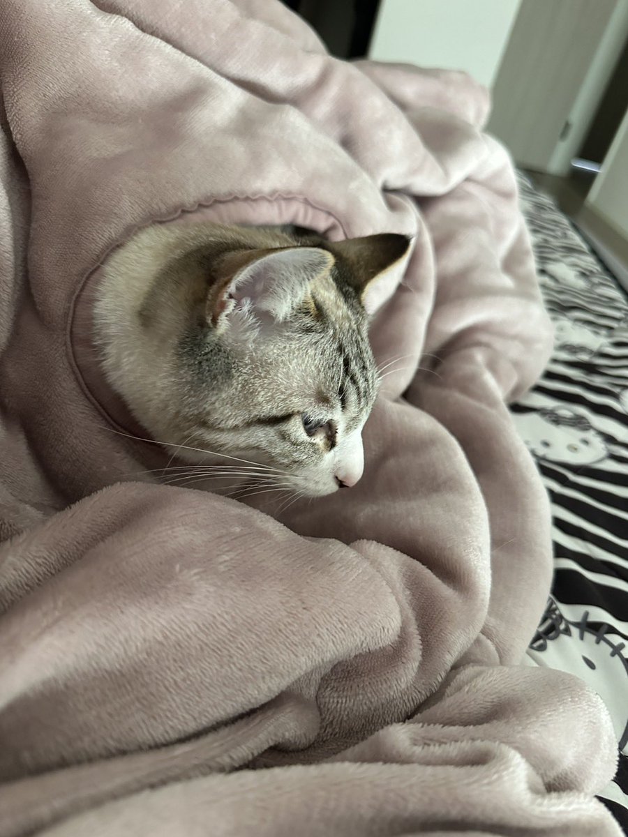 これは毛布の腕通す穴から顔通す猫 