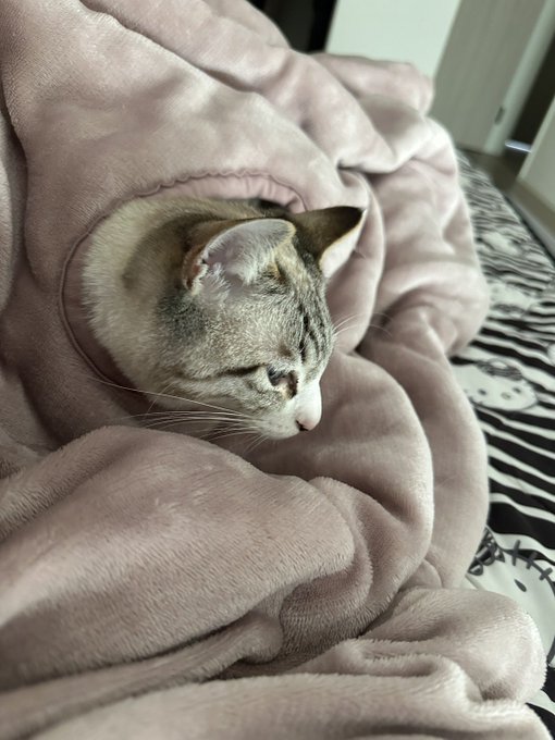 これは毛布の腕通す穴から顔通す猫 