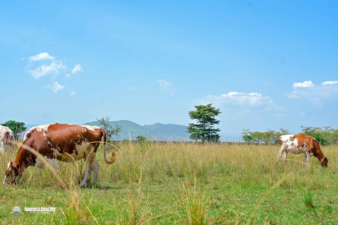 AnyangNyongo's tweet photo. To my administration in the County Government of Kisumu, the transformation of agriculture remains central in empowering communities, securing livelihoods, and expanding economic opportunity.

The Kisumu Dairy Development Centre (KDDC), situated on 25 acres in Nyangore Village, Chemelil Ward, Muhoroni Sub-County, is one of the strategic investments we have made to strengthen the livestock sector across our county.

Established to improve livestock genetics, enhance dairy productivity, and support farmers through modern breeding technologies, the Centre is laying the foundation for a more competitive and sustainable dairy industry.

Beyond genetic improvement, KDDC is designed to strengthen the entire dairy value chain through milk aggregation and value-addition services, while serving as a centre of excellence where farmers can acquire modern dairy production skills and knowledge.

This investment reflects our commitment to long-term planning, productive partnerships, and the deliberate creation of opportunities for our people. It is through such interventions that we aspire to stimulate growth, expand incomes, and build resilient local economies.

While there is still work ahead, the progress made affirms that we are moving in the right direction. Having already hosted several self-help groups from Muhoroni Sub-County, the Centre remains open to all as we continue working towards a more prosperous and inclusive Kisumu. #TichTire