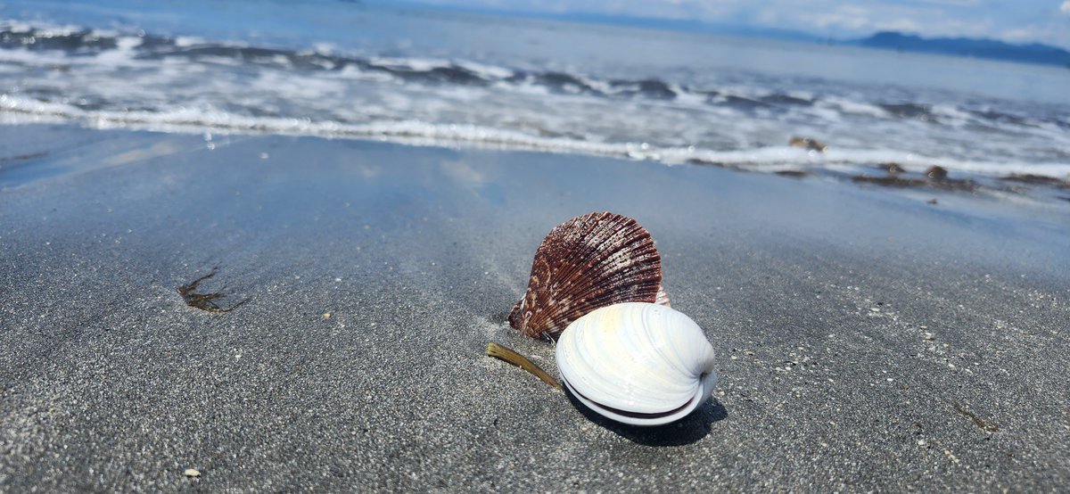 TOYOURA_Hire's tweet photo. 波が運んできた、小さな宝物。

有珠の海岸で見つけた貝殻と、穏やかな噴火湾の景色。
日常を忘れて、ゆっくりとした時間を過ごしてみませんか。
#有珠 #有珠海岸 #噴火湾 #北海道観光 #北海道絶景 #豊浦ハイヤー https://t.co/5341PThF5n