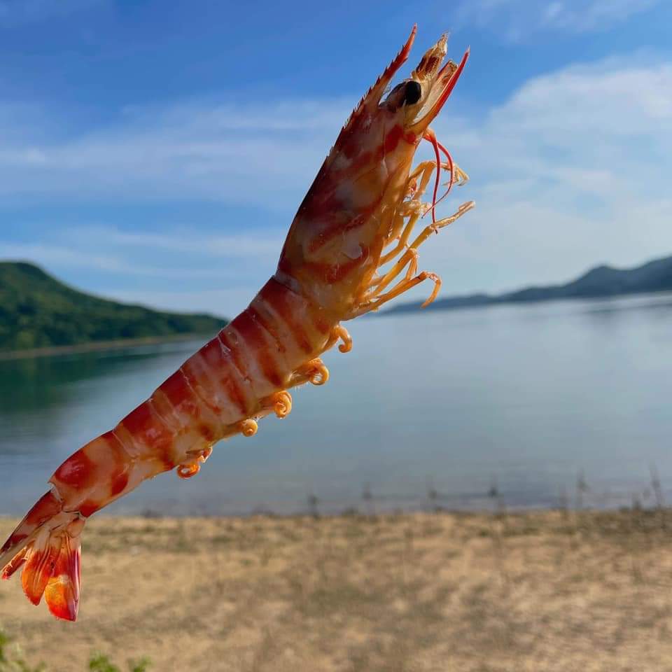 やまさきゆみこ🦐幸福堂🦐🪼 tweet media