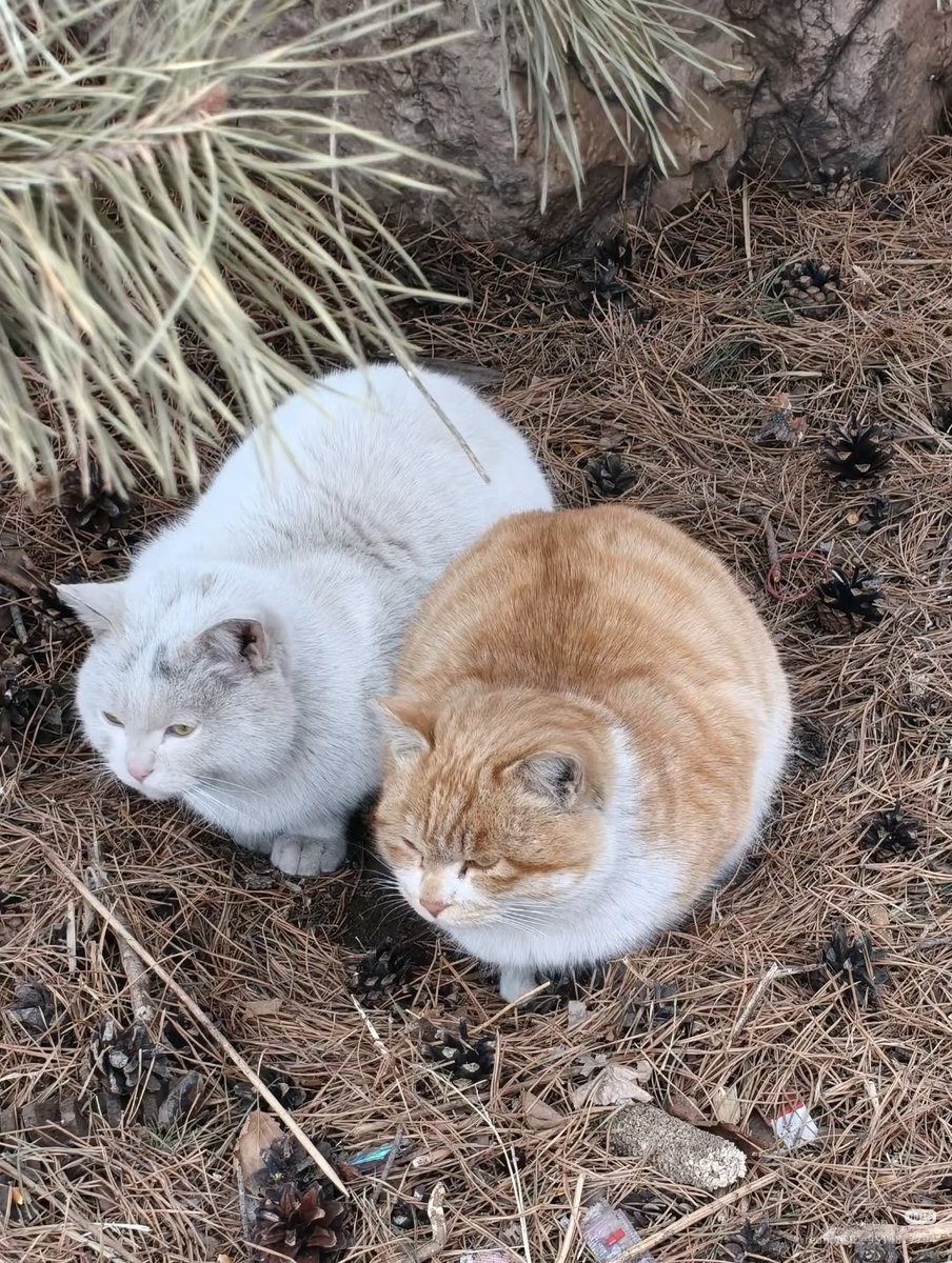 nocontextscats's tweet photo. Loafing together https://t.co/iNDiKgmAsG